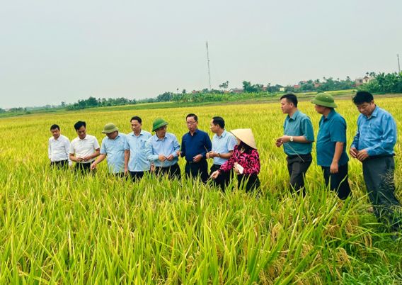 Thứ trưởng Bộ Nông nghiệp và Môi trường Hoàng Trung kiểm tra tình hình thu hoạch lúa vụ Xuân 2025, kế hoạch triển khai sản xuất  lúa vụ Mùa 2025 tại Hải Phòng